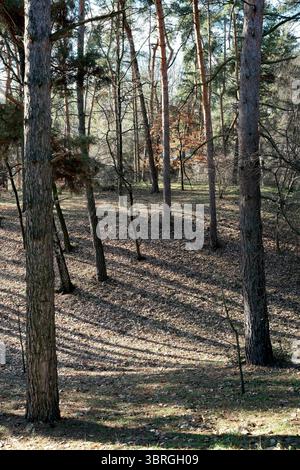 La luce del sole filtra tra gli alberi, gettando lunghe ombre sul terreno della foresta. Foto Stock