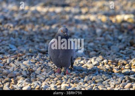 Splendido piccione in piedi graziosamente su ciottoli, crogiolarsi alla luce calda del sole e godersi il tranquillo ambiente all'aperto Foto Stock