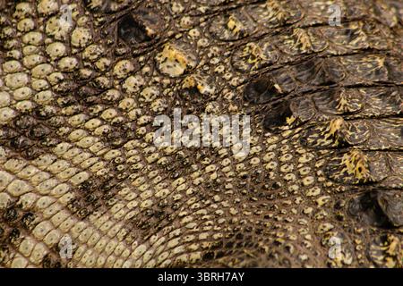 Vista dettagliata della pelle di coccodrillo, che mostra la trama, le scale e i motivi intricati, creando un design accattivante e naturale Foto Stock