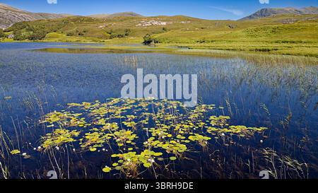 Ninfee fiori di panna Nymphaeaceae in Loch Stack Sutherland Scozia che crescono tra le canne in estate Foto Stock