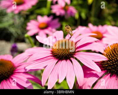 Immagine macro di un'ape su un fiore di echinacea rosa, con più fiori sullo sfondo. Perfetto per temi di impollinazione e benessere alle erbe. Foto Stock