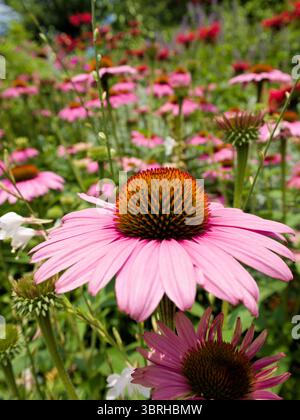 Fiori di echinacea rosa illuminati dal sole in fiore, ideali per il benessere, il giardino, la cura delle erbe o concetti di design stagionali. Foto Stock
