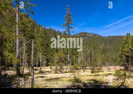 Lago grande Arbersee vicino a Bodenmais, foresta bavarese, Germania Foto Stock