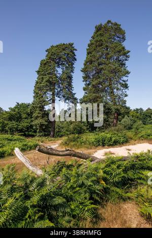 Alberi di pino nella brughiera di Wahner sulla collina di Fliegenberg, Troisdorf, Renania settentrionale-Vestfalia, Germania. Kiefern in der Wahner Heide am Fliegenberg, Troisdorf, Foto Stock