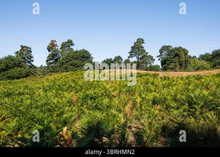 felci e pini nella brughiera di Wahner sulla collina di Fliegenberg, Troisdorf, Renania settentrionale-Vestfalia, Germania. Farn und Kiefern in der Wahner Heide am Flieg Foto Stock