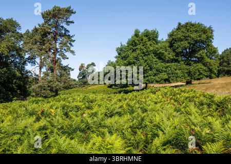 felci, pini e querce nella brughiera di Wahner sulla collina di Fliegenberg, Troisdorf, Renania settentrionale-Vestfalia, Germania. Farn, Kiefern und Eichen in der Wa Foto Stock