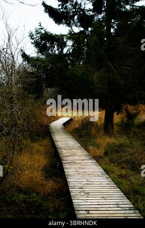 Una passerella tortuosa in legno conduce attraverso una tranquilla foresta autunnale, circondata da alti alberi e erbe secche, perfetta per passeggiate nella natura. Foto Stock