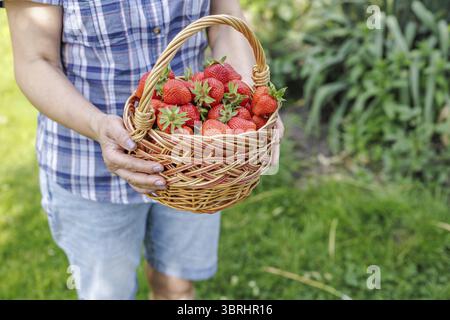 Agricoltore che tiene in mano un cesto di vimini completo con fragole rosse mature appena raccolte e un giardino sullo sfondo Foto Stock