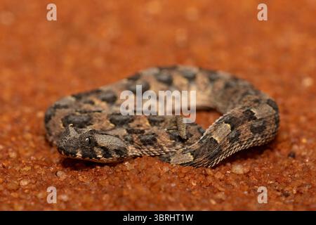 Un bellissimo giovane Adder cornea (Bitis caudalis), in natura, Limpopo, Sudafrica Foto Stock