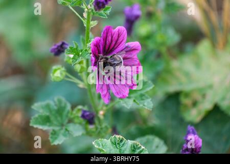 Düsseldorf 13.07.2025 Biene Wildbiene westliche Europäische Honigbiene Bienenenvolk sammelt Pollen Nektar Bienbrot Blütenstaub Balkon Balkonpflanze Balkonkasten Blumenkasten Nützling Honig Giftstachel Flügel Insektenflügel Honigbiene Stachel Varroa-Krankheit Stiefmütterchen Bestäubung Düsseldorf 2025 Foto Stock