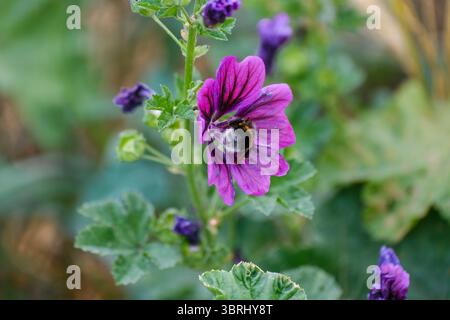 Düsseldorf 13.07.2025 Biene Wildbiene westliche Europäische Honigbiene Bienenenvolk sammelt Pollen Nektar Bienbrot Blütenstaub Balkon Balkonpflanze Balkonkasten Blumenkasten Nützling Honig Giftstachel Flügel Insektenflügel Honigbiene Stachel Varroa-Krankheit Stiefmütterchen Bestäubung Düsseldorf 2025 Foto Stock