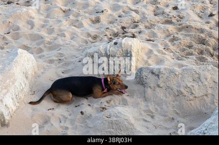 cane disteso sulla sabbia sulla spiaggia in attesa di giocare Foto Stock