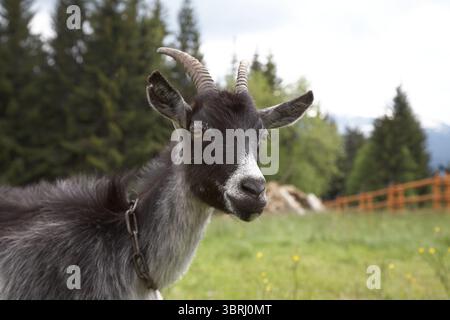 Una capra bianca e nera si staglia tranquillamente in un vivace pascolo verde. L'animale è legato a alberi alti, con montagne lontane visibili sotto una nuvola Foto Stock