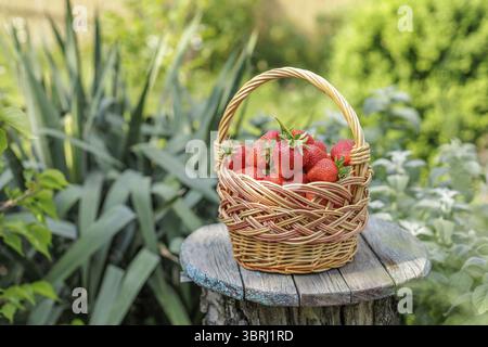 Cestino pieno di vimini con fragole rosse mature appena raccolte su scrivanie di legno con sfondo verde naturale Foto Stock