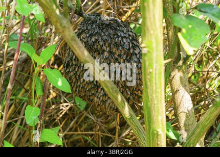 Sciame di api da miele raccolto sul nido d'ape al ramo di un albero Foto Stock