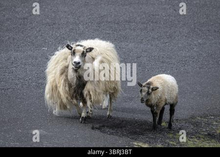 Le pecore sulla strada in estate Foto Stock