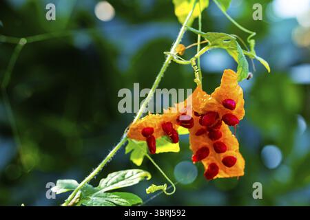 Vista ravvicinata del dolce maturo o del frutto Momordica charantia aperto con semi rossi appesi alla vite con foglie verdi e tendine Foto Stock
