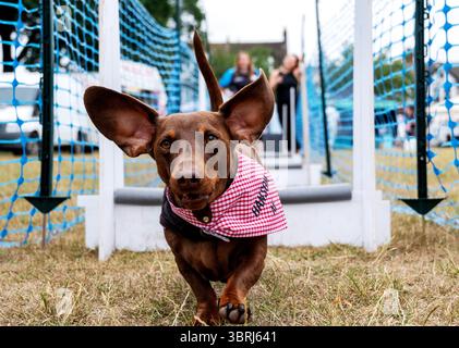 Dachshund corre un percorso ad ostacoli al K9 World Dog Show a Chalkwell Park, Southend on Sea Foto Stock