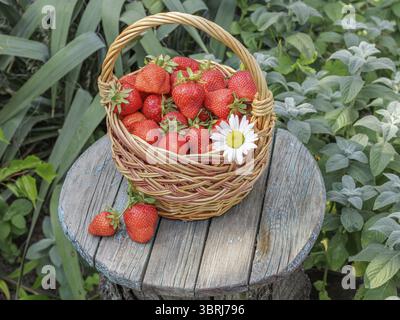 Cestino pieno di vimini con fragole rosse mature appena raccolte su scrivanie di legno con sfondo verde naturale Foto Stock