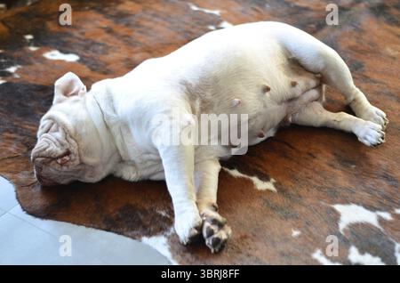 Un bel bulldog inglese bianco che dorme su un tappeto Foto Stock