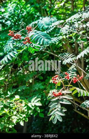 Un ramo dell'albero di Rowan e un piccolo coccinello. Il ramo è ricoperto da vivaci bacche rosse e foglie verdi, con la coccinella appoggiata su una delle bacche Foto Stock
