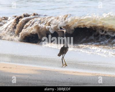 un airone della barriera corallina occidentale si erge in posizione verticale su una spiaggia sabbiosa in pendenza di fronte a una grande onda atlantica che si infrangono sulla riva Foto Stock