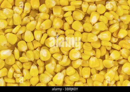 Vista dall'alto del mais dolce giallo maturo o dello sfondo dei semi di mais da zucchero, primo piano, orizzontale Foto Stock