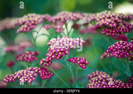 Fiori di giardinaggio rosso. Pianta ornamentale Achillea millefolium (Paprika) in fiore in giardino. Foto Stock