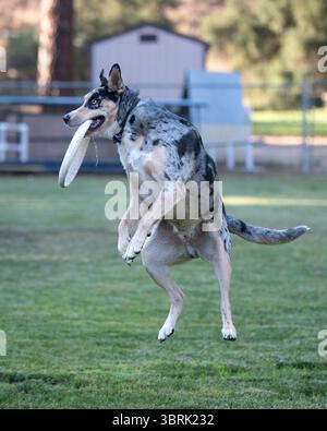 Cane Catahula che prende un disco nel campo Foto Stock