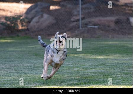 Cane con gocciolamento e sputo che escono dalla bocca mentre corre per prendere un disco Foto Stock
