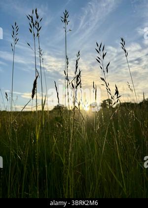 sole che tramonta dietro lunghe erbe Foto Stock