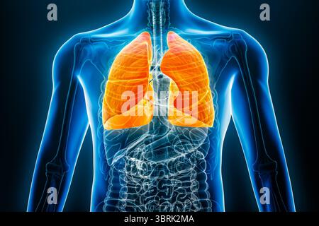 Vista anteriore o anteriore dei polmoni umani, rappresentazione 3D con i contorni del corpo maschile. Anatomia, organo del sistema respiratorio, medico, biologia, Foto Stock