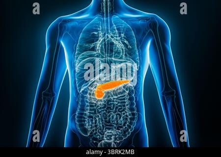 Vista anteriore o anteriore a raggi X del pancreas umano illustrazione di rendering 3D con contorni del corpo maschile. Anatomia, organo del sistema digerente, medico, biologia Foto Stock