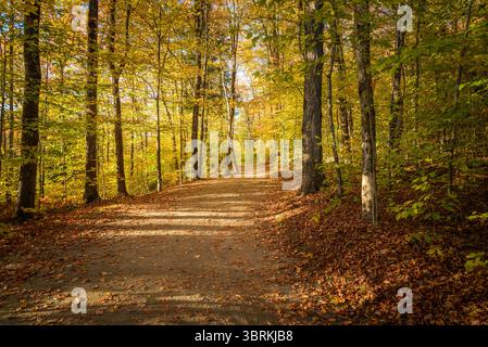 Sentiero deserto attraverso una foresta decidua in montagna in autunno Foto Stock