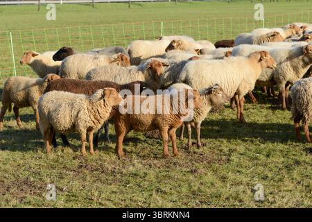 Le pecore su un pascolo, Germania, Europa Foto Stock