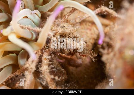 Granchio ragno di Anemone, Inachus phalangium, l'Escala, Costa Brava, Catalogna, Spagna Foto Stock