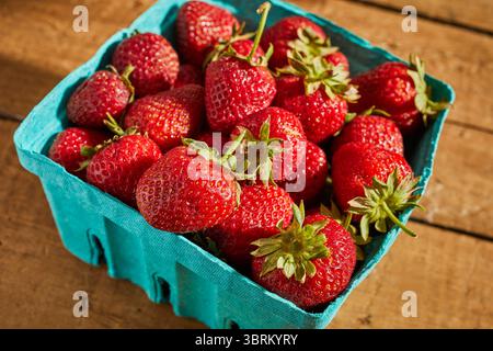 Un pizzico di fragole fresche coltivate nella contea di Lancaster, Pennsylvania, Stati Uniti Foto Stock