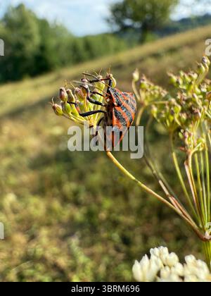 Graphosoma italicum noto anche come bug striato e bug minstrel. Foto Stock