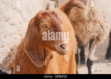 Capra bruna in piedi vicino alle pecore in una fattoria, curiosamente guardandosi intorno mentre è circondata da pascoli lussureggianti e paesaggi rurali Foto Stock