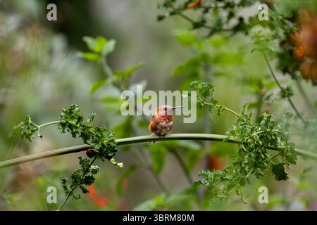 Rufous Hummingbird Selasphorus rufus arroccato su un ramo in un giardino della California Foto Stock