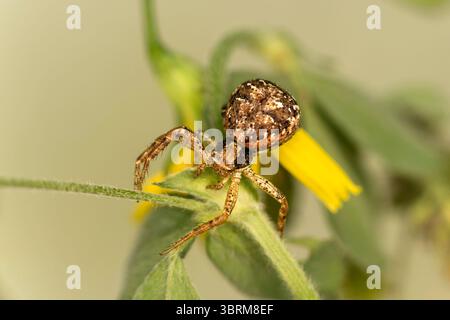 Ragno di granchio Ozyptila praticola, Vallese, Svizzera Foto Stock