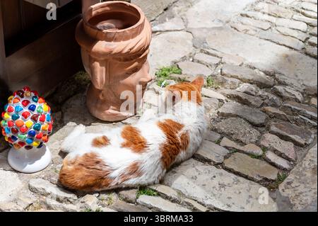 Gatto che riposa vicino a oggetti dell'arte popolare siciliana, tradizionali vasi di fiori a forma di teste, colorate ceramiche dipinte a mano, splendido souvenir per i touri Foto Stock
