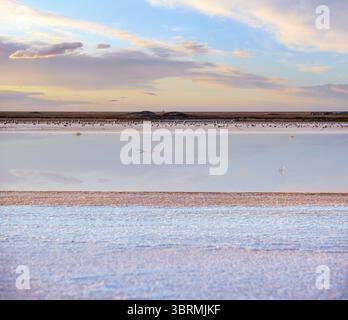 Uccelli di gabbiano al tramonto Genichesk rosa lago estremamente salato (colorato da microalghe con deposizioni saline cristalline), Ucraina. Foto Stock