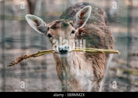 Ritratto di uno splendido cervo che tiene un ramo verde in bocca, gustando un pasto nel recinto dello zoo Foto Stock