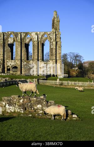 Pittoresca e panoramica rovine monastiche illuminate dal sole dell'abbazia di Bolton (antico monumento in una splendida posizione, vista sul canale da sud) - Yorkshire Dales, Inghilterra, Regno Unito. Foto Stock