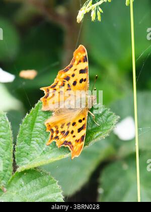 Polygonia c-album, la farfalla virgola che poggia su una foglia. Foto Stock
