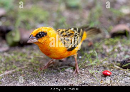Un uccellino rosso con piume rosse e gialle accese poggia su un ramo alla luce del sole tra le foglie verdi delle Seychelles. Foto Stock