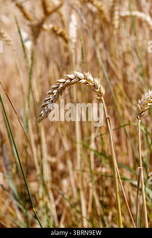 Primo piano di gambi di grano maturo in un campo. Prevalentemente tonalità dorate e marroni, con alcuni gambi verdi inframmezzati. Foto Stock