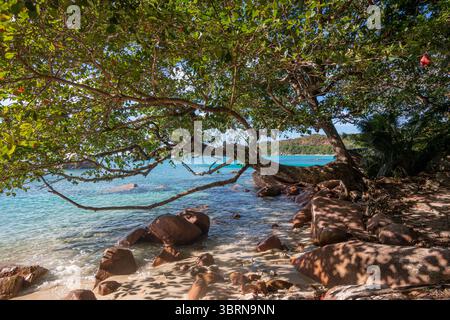 Un grande albero con rami frondosi si estende sulle limpide acque turchesi e sulla costa rocciosa della spiaggia di Anse Lazio nelle Seychelles. Foto Stock