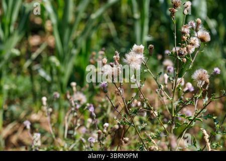 Vista ravvicinata dei cardo in un campo. Teste di semi e fiori viola sono visibili su uno sfondo di piante verdi. Foto Stock